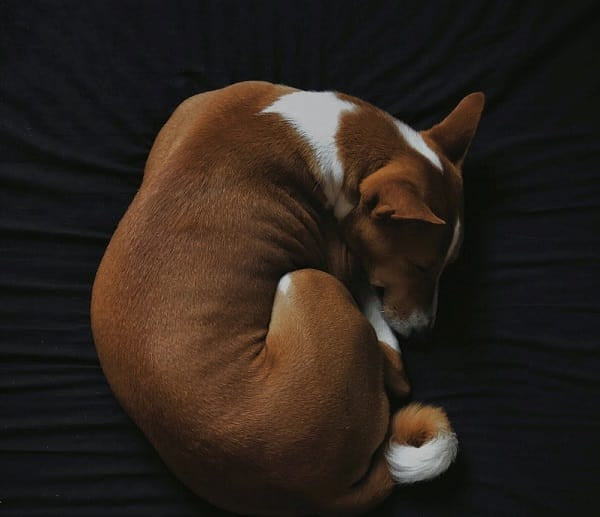 Dog curled up