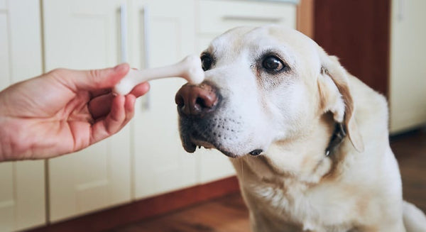 Lab looking keen for a treat