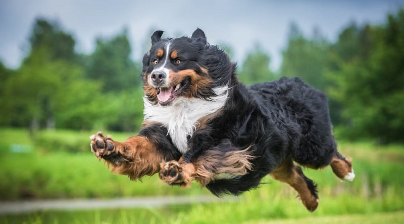 Bernese Mountain dog leaping