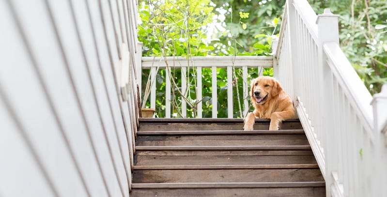 Golden Retriever at top of a set of stairs