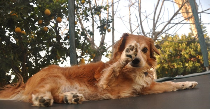 Dog lying trampoline