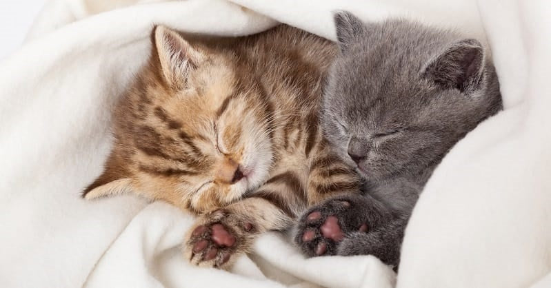 Two kittens sleeping