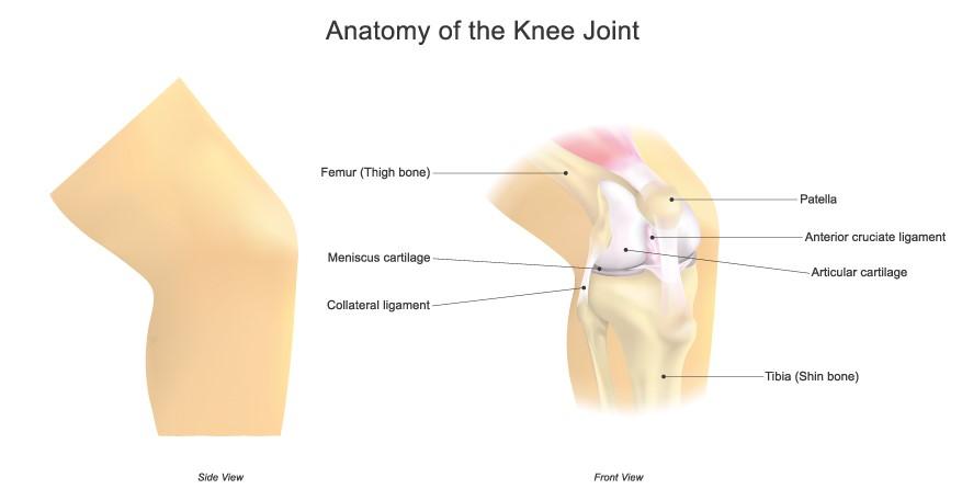 Anatomy of a human knee