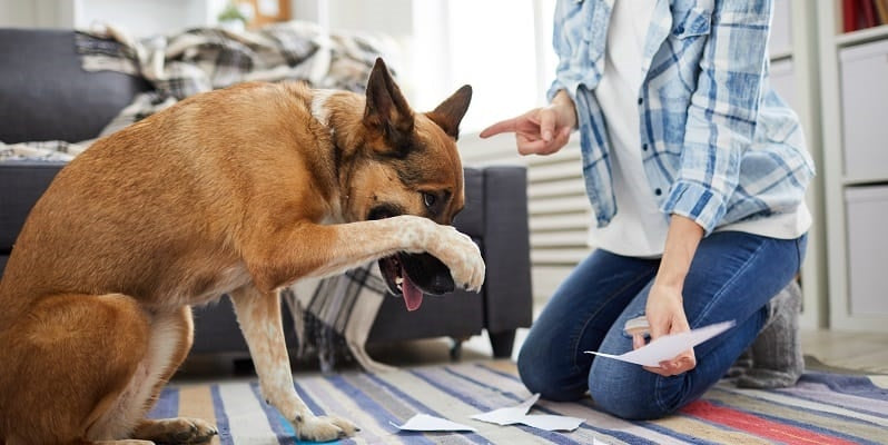 German Shepherd being told off