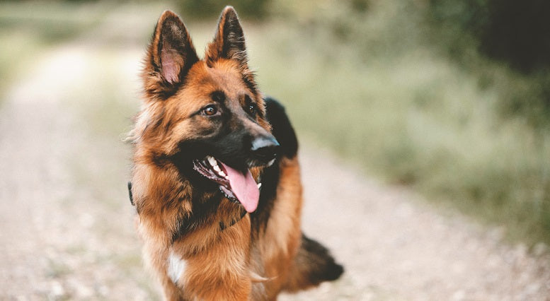 German Shephard dog on a walk in a field for YuMOVE US.