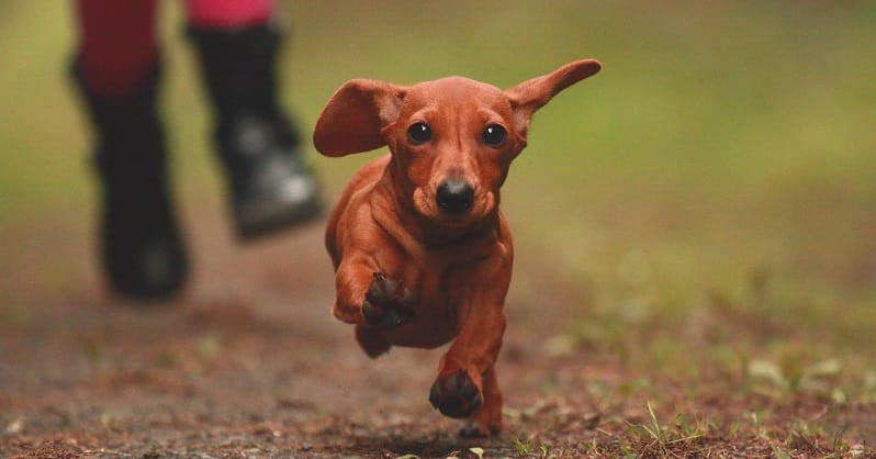 Dachshund running