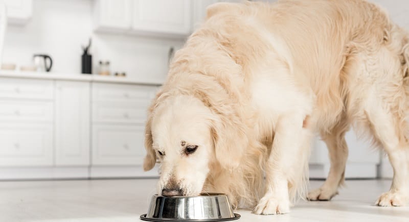 Senior retriever eating dinner