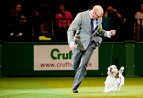 Jilly, Petit Basset Griffon Vendéen, Crufts Best in Show winner 2013