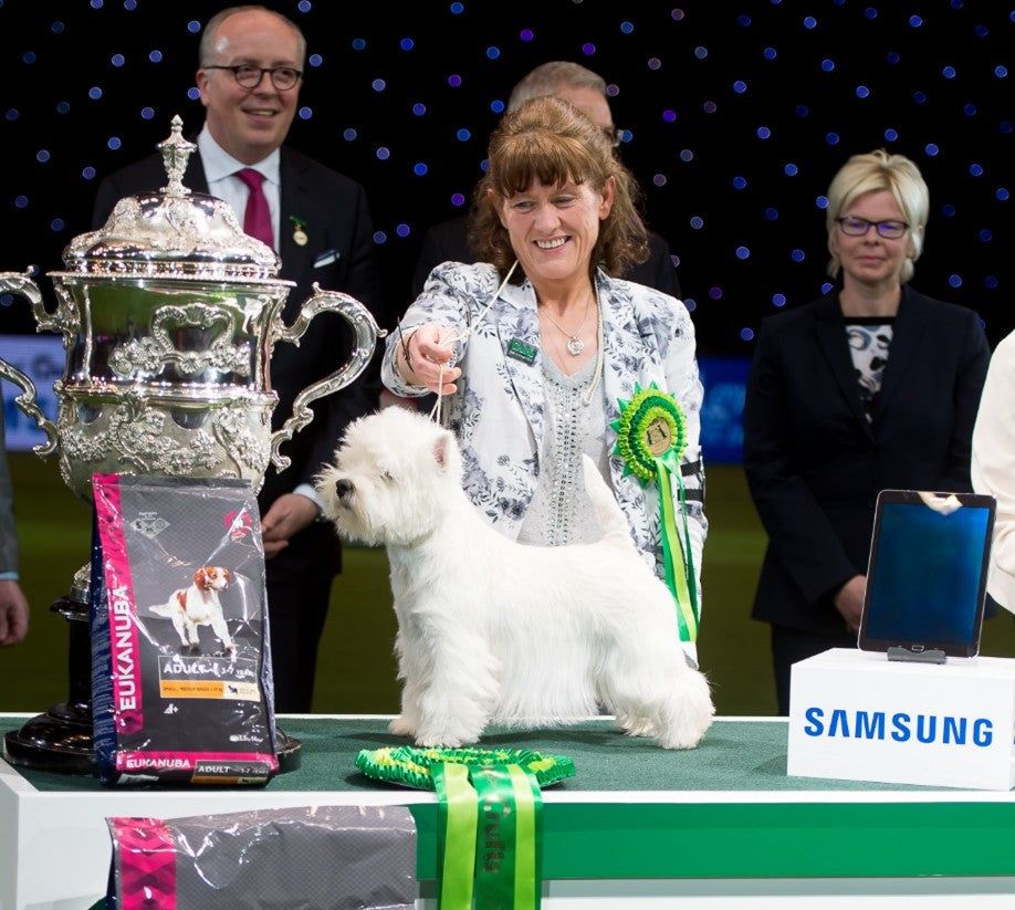 Devon, West Highland Terrier, Crufts Best in Show winner 2016