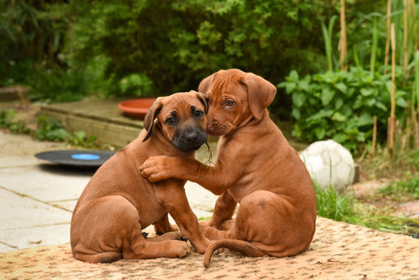 Nervous dogs cuddling