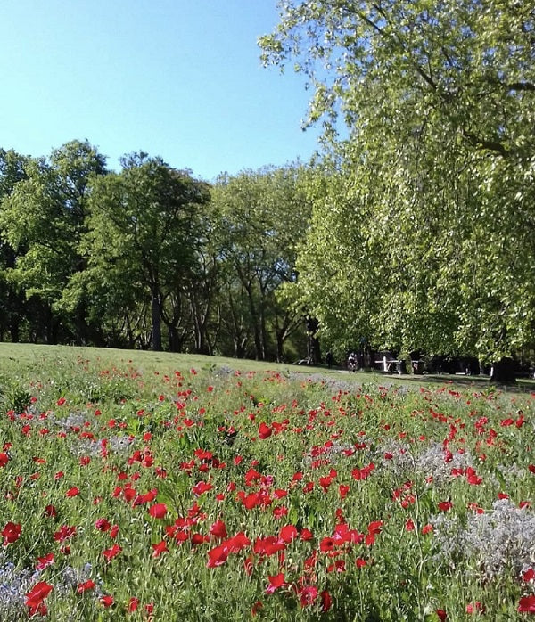 Peckham and Rye Park