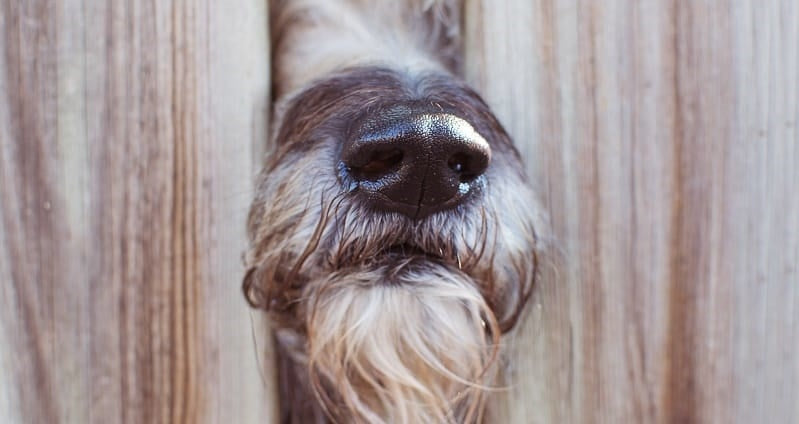 Dog's snout in fence