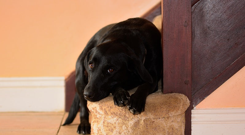 Black lab at the bottom of stairs