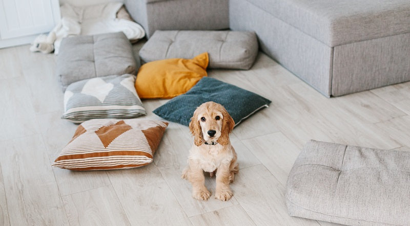 Spaniel puppy on wooden floor