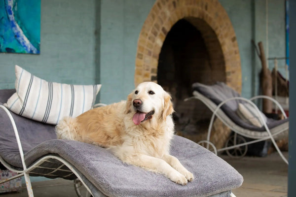 Golden Retriever laying down on a padded lounge chair