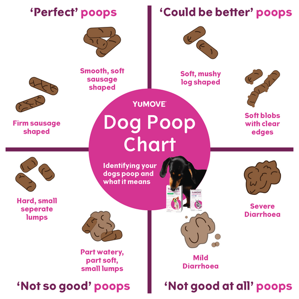 What to do about your dog’s soft poo | YuMOVE