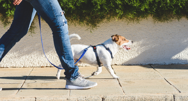 owner walking dog along path