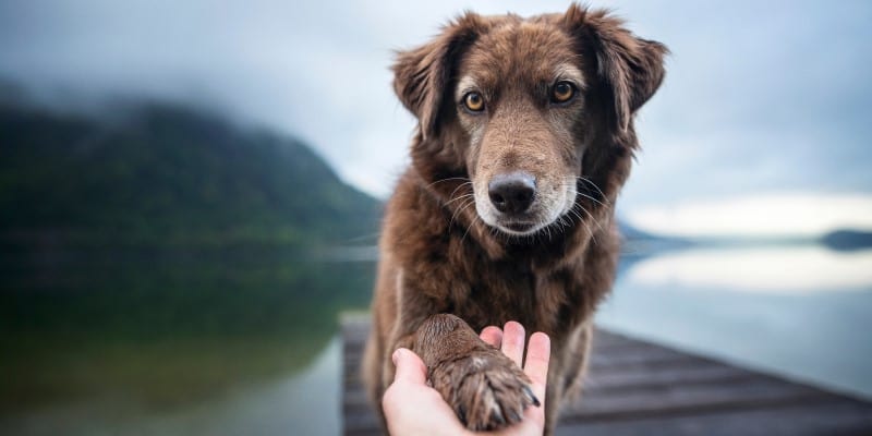 Dog gives human paw