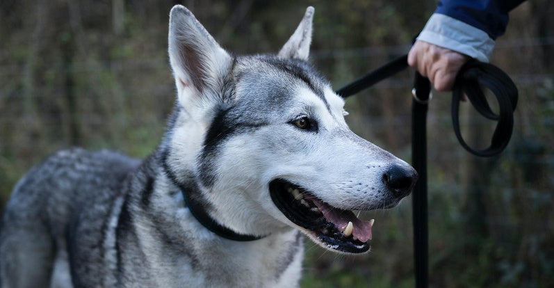 Huskie on the lead