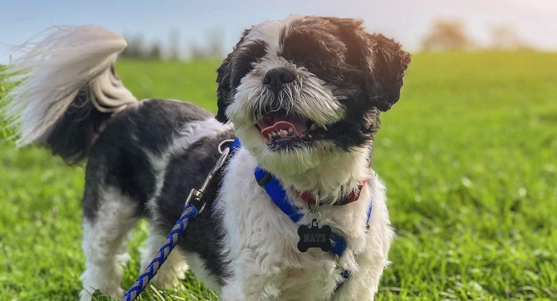 Dog on walk in the sun