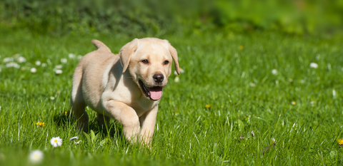 Yellow Labrador Puppy playing in the garden