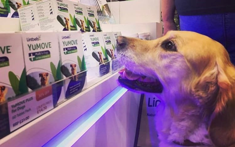 Golden Retriever at YuMOVE's stand