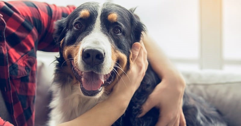 Bernese Mountain Dog looking happy