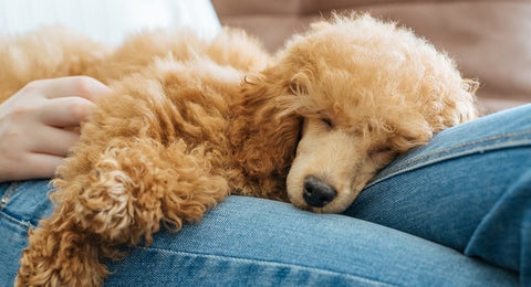 Poodle puppy on owner
