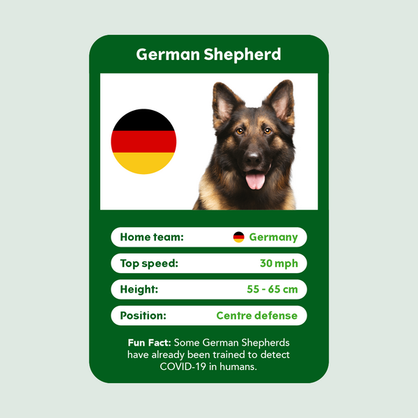 German Shepherd