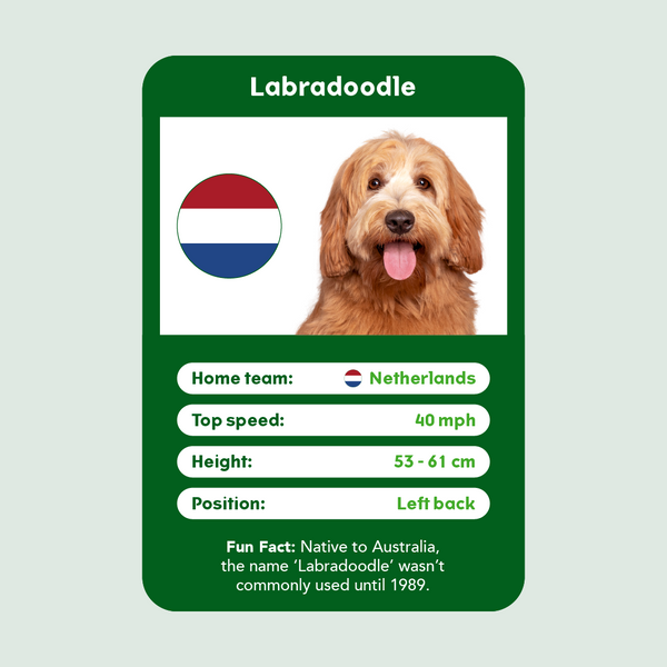 Labradoodle