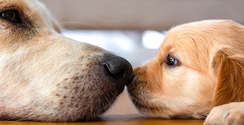 A golden retriever puppy laying on floor with senior dog nose to nose