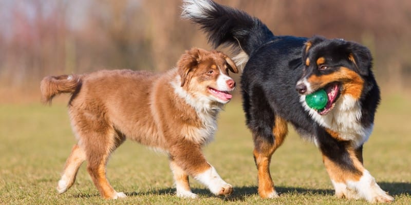 Australian Shepherd adult and puppy playing with a ball