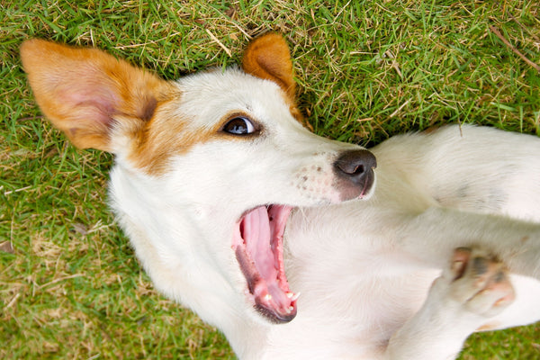 An image of a happy dog