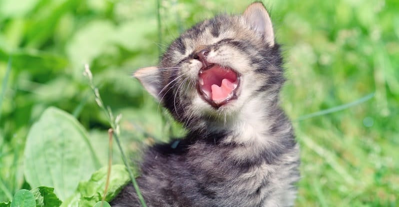 Kitten meowing in long grass
