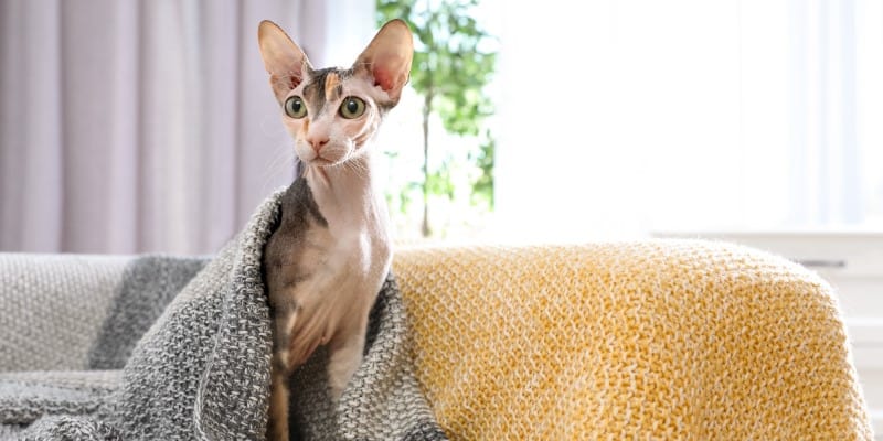 Sphynx cat under blanket on sofa at home