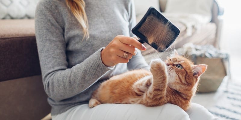 woman brushing and grooming her ginger cat