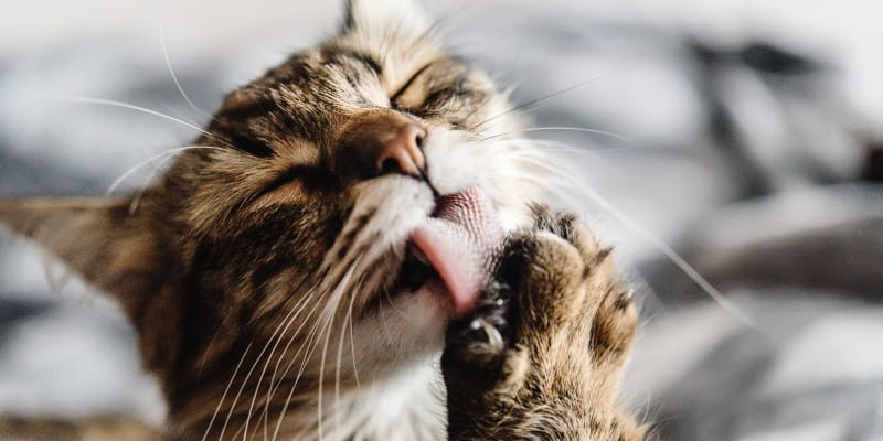 cat licking and grooming