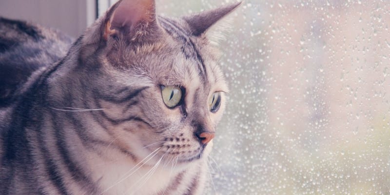 Cat looking out of window in a storm