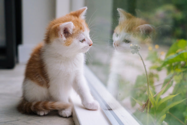 Cat staring at reflection 