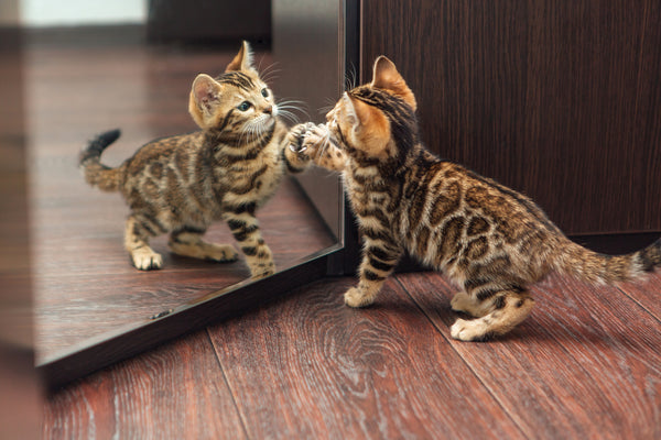 Cat scratching at mirror looking at reflection