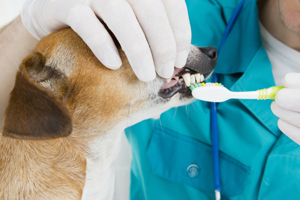 Vet brushing dog's teeth