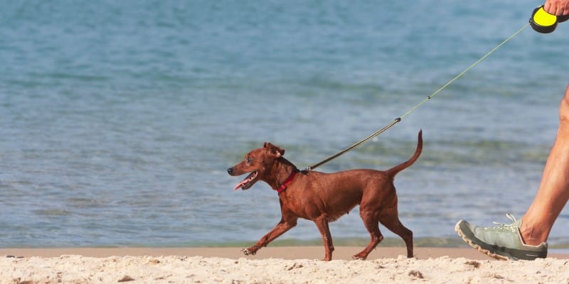 Dog walking on beach with a lead on