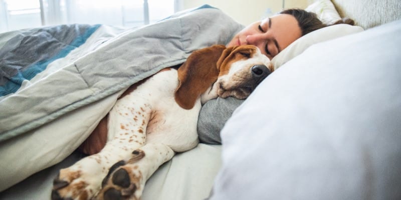 Dog sleeping in owners bed, YuMove