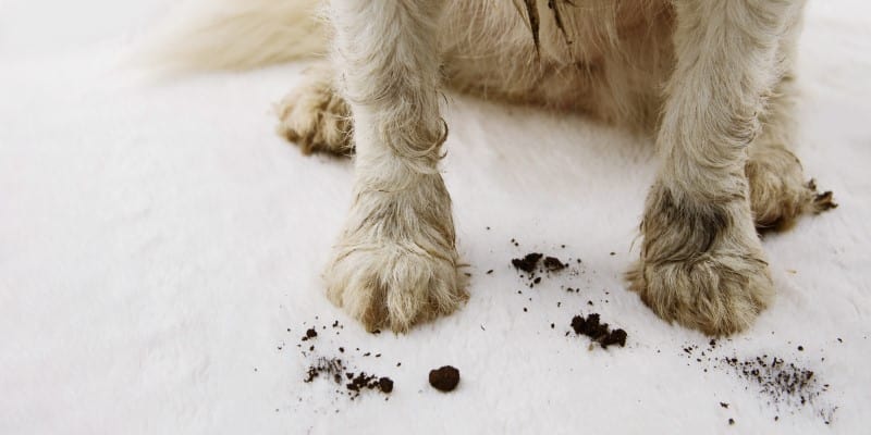 YuMove dog with muddy paws