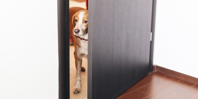 Dog waiting outside a bedroom door from YuMove