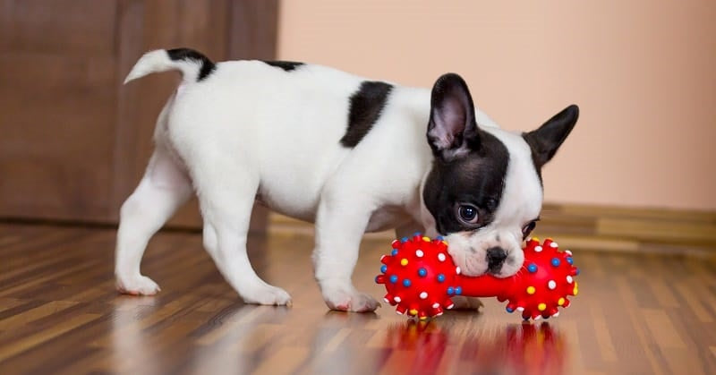 Boston Terrier playing with a red chew toy for YuMove.