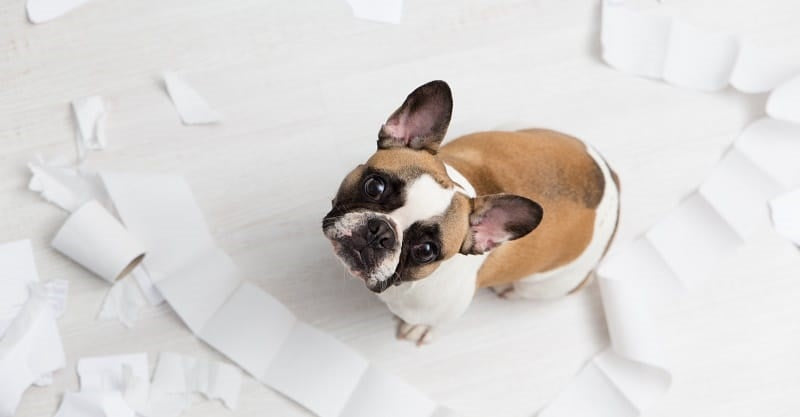 French Bulldog surrounded by toilet roll for YuMove