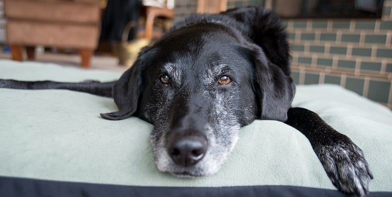 Older black Labrador on a sofa for YuMove