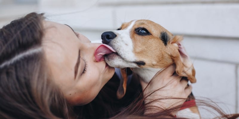 Beagle licking humans face, YuMove