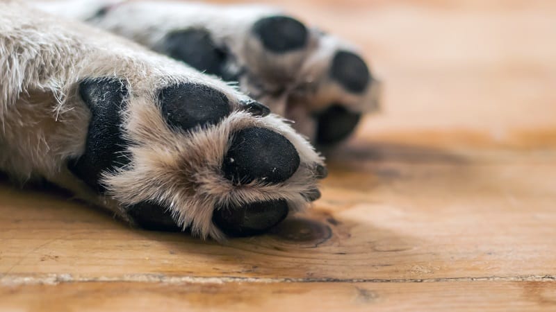 Dog paws on wooden floor